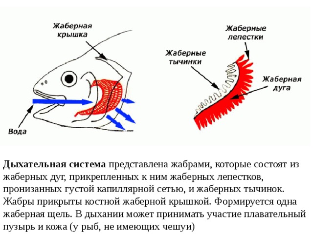 Дыхательная система  представлена жабрами, которые состоят из жаберных дуг, прикрепленных к ним жаберных лепестков, пронизанных густой капиллярной сетью, и жаберных тычинок. Жабры прикрыты костной жаберной крышкой. Формируется одна жаберная щель. В дыхании может принимать участие плавательный пузырь и кожа (у рыб, не имеющих чешуи) 