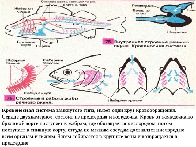 Кровеносная система  замкнутого типа, имеет один круг кровообращения. Сердце двухкамерное, состоит из предсердия и желудочка. Кровь от желудочка по брюшной аорте поступает к жабрам, где обогащается кислородом, потом поступает в спинную аорту, оттуда по мелким сосудам доставляет кислород ко всем органам и тканям. Затем собирается в крупные вены и возвращается в предсердие 