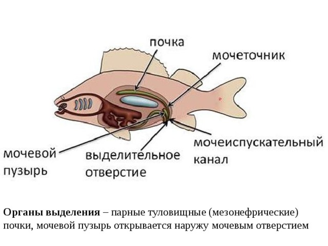 Органы выделения  – парные туловищные (мезонефрические) почки, мочевой пузырь открывается наружу мочевым отверстием 