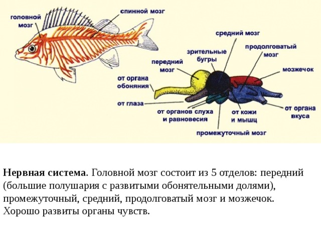 Нервная система . Головной мозг состоит из 5 отделов: передний (большие полушария с развитыми обонятельными долями), промежуточный, средний, продолговатый мозг и мозжечок.  Хорошо развиты органы чувств. 