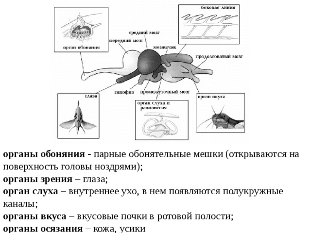 органы обоняния  - парные обонятельные мешки (открываются на поверхность головы ноздрями); органы зрения  – глаза; орган слуха  – внутреннее ухо, в нем появляются полукружные каналы; органы вкуса  – вкусовые почки в ротовой полости; органы осязания  – кожа, усики 