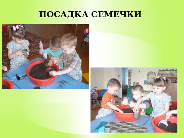 ПОСАДКА СЕМЕЧКИ 
