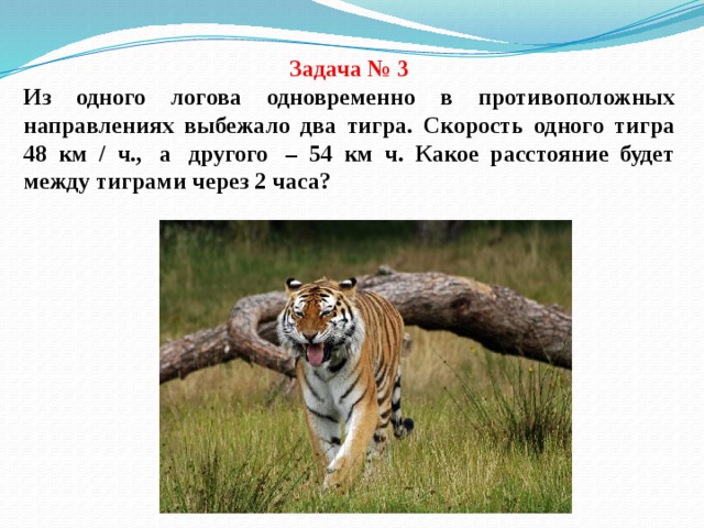 Задача № 3 Из одного логова одновременно в противоположных направлениях выбежало два тигра. Скорость одного тигра 48 км / ч.,  а  другого  – 54 км ч. Какое расстояние будет между тиграми через 2 часа? 