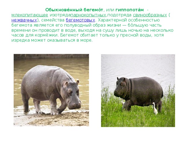  Обыкнове́нный бегемо́т , или  гиппопота́м   -  млекопитающее  изотряда парнокопытных ,подотряда  свинообразных  ( нежвачных ), семейства  бегемотовых . Характерной особенностью бегемота является его полуводный образ жизни — бо́льшую часть времени он проводит в воде, выходя на сушу лишь ночью на несколько часов для кормёжки. Бегемот обитает только у пресной воды, хотя изредка может оказываться в море.       