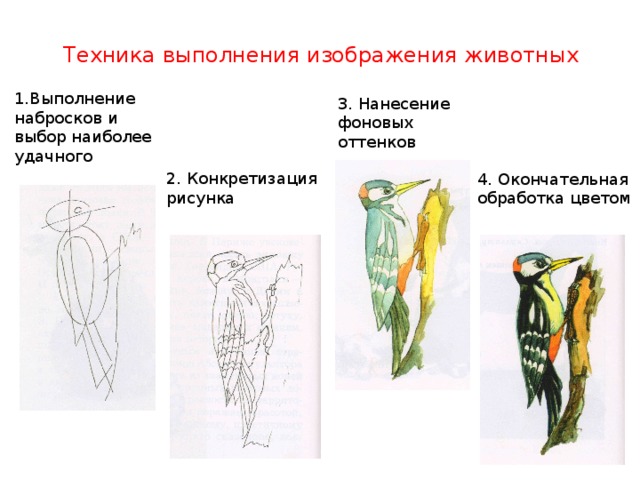 Техника выполнения изображения животных 1.Выполнение набросков и выбор наиболее удачного 3. Нанесение фоновых оттенков 2. Конкретизация рисунка 4. Окончательная обработка цветом 