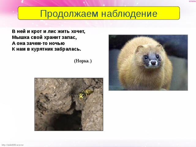 Продолжаем наблюдение В ней и крот и лис жить хочет, Мышка свой хранит запас, А она зачем-то ночью К нам в курятник забралась.   (Норка.) 