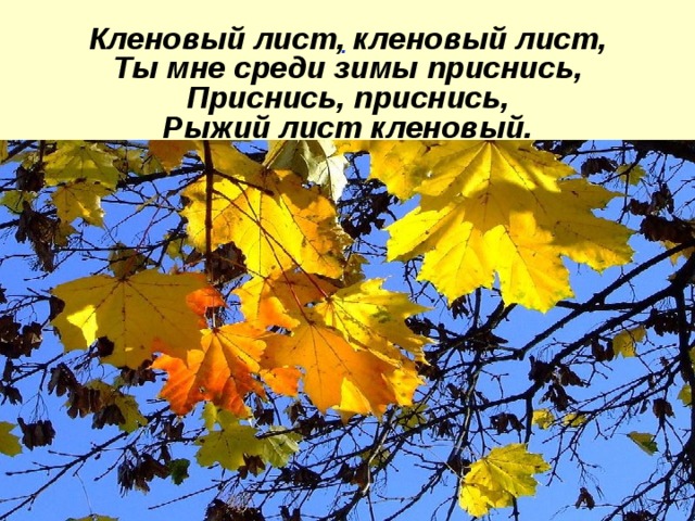 .  Кленовый лист, кленовый лист,  Ты мне среди зимы приснись,  Приснись, приснись,  Рыжий лист кленовый. 