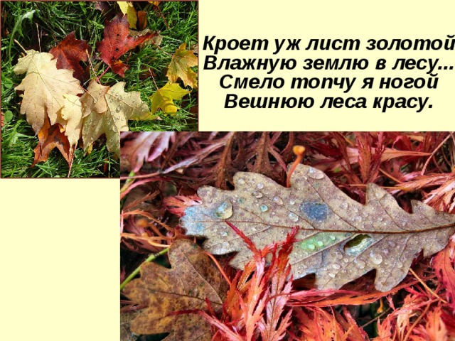 Кроет уж лист золотой  Влажную землю в лесу...  Смело топчу я ногой  Вешнюю леса красу. 