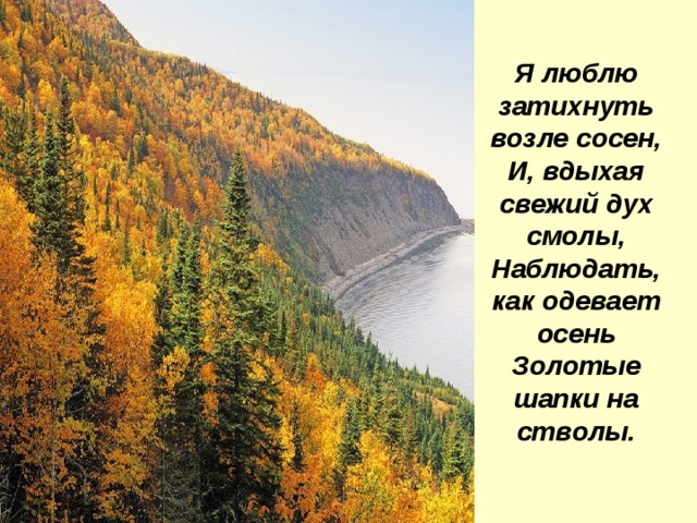 Я люблю затихнуть возле сосен,  И, вдыхая свежий дух смолы,  Наблюдать, как одевает осень  Золотые шапки на стволы. 
