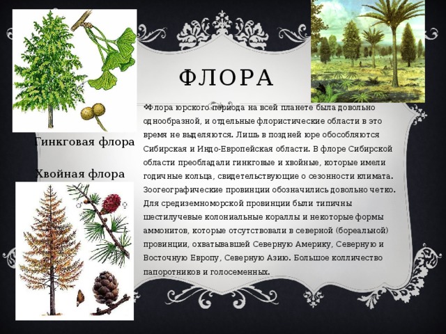 Флора Флора юрского периода на всей планете была довольно однообразной, и отдельные флористические области в это время не выделяются. Лишь в поздней юре обособляются Сибирская и Индо-Европейская области. В флоре Сибирской области преобладали гинкговые и хвойные, которые имели годичные кольца, свидетельствующие о сезонности климата. Зоогеографические провинции обозначились довольно четко. Для средиземноморской провинции были типичны шестилучевые колониальные кораллы и некоторые формы аммонитов, которые отсутствовали в северной (бореальной) провинции, охватывавшей Северную Америку, Северную и Восточную Европу, Северную Азию. Большое колличество папоротников и голосеменных. Гинкговая флора Хвойная флора 