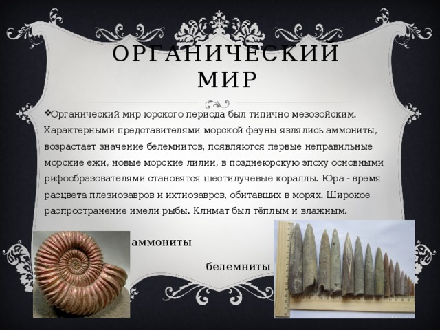 Органический мир Органический мир юрского периода был типично мезозойским. Характерными представителями морской фауны являлись аммониты, возрастает значение белемнитов, появляются первые неправильные морские ежи, новые морские лилии, в позднеюрскую эпоху основными рифообразователями становятся шестилучевые кораллы. Юра - время расцвета плезиозавров и ихтиозавров, обитавших в морях. Широкое распространение имели рыбы. Климат был тёплым и влажным. аммониты белемниты 