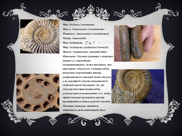 Тип: Mollusca (моллюски) Класс: Cephalopoda (головоногие) Подкласс: Ammonoidea (аммониодеи) Отряд: Ammonitida Род: Parkinsonia Вид: Parkinsonia parkinsoni (Sowerby,) Время: Средняя юра, верхний байос Описание: Плоская раковина с широким пупком и с округлённо-трапециевидными, более высокими, чем широкими, оборотами. Сильные рёбра, несколько наклонённые вперёд, раздваиваются в верхней трети оборота, а на наружной стороне прерываются глубокой ясной бороздкой. По обе стороны бороздки концы рёбер располагаются попеременно (т.е. рёбра одной стороны приходятся против промежутков в рёбрах другой стороны). Условия обитания: являются хищниками, вели нектонный образ жизни. 