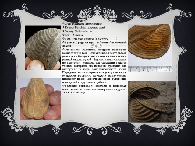 Тип: Mollusca (моллюски) Класс: Bivalvia (двустворки) Отряд: Schizodonta Род: Trigonia Вид: Trigonia costata (Sowerby, _____) Время: Средняя юра, байосский и батский ярусы Описание: Раковина средних размеров, равностворчатая, округлённо-треугольная, разделена бугорчатым килем на две части с разной скульптурой. Задняя часть меньшая по размерам, покрыта радиальными рядами тонких бугорков, из которых средний ряд выступает в виде дополнительного киля. Передняя часть покрыта концентрическими гладкими рёбрами, идущими параллельно нижнему краю. Замочный край дуговидно изогнутый с крупными зубами. Условия обитания: обитали в водоёмах всех типов, заселяя как поверхность грунта, так и его толщу 