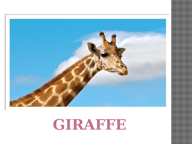 GIRAFFE 