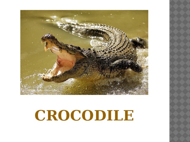 CROCODILE 