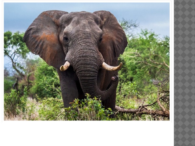 ELEPHANT 