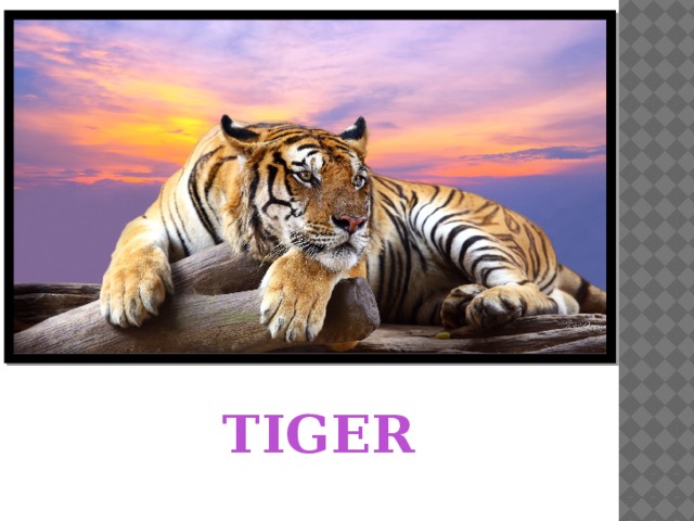 TIGER 