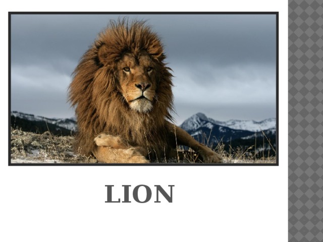 LION 