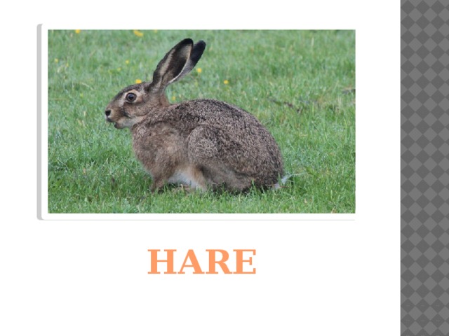 HARE 