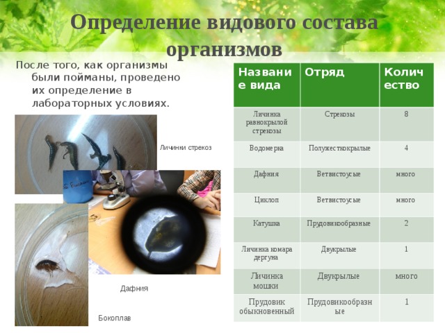   Определение видового состава организмов   После того, как организмы были пойманы, проведено их определение в лабораторных условиях. Название вида Отряд Личинка равнокрылой стрекозы Количество Стрекозы Водомерка 8 Полужесткокрылые Дафния Циклоп 4 Ветвистоусые Катушка Ветвистоусые много Прудовикообразные Личинка комара дергуна много 2 Двукрылые Личинка мошки 1 Прудовик обыкновенный Двукрылые много Прудовикообразные 1 Личинки стрекоз Дафния Бокоплав 