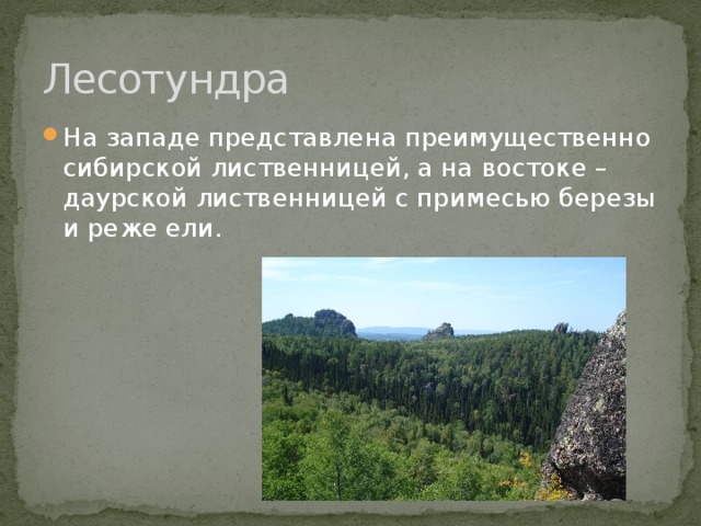 Лесотундра На западе представлена преимущественно сибирской лиственницей, а на востоке – даурской лиственницей с примесью березы и реже ели. 