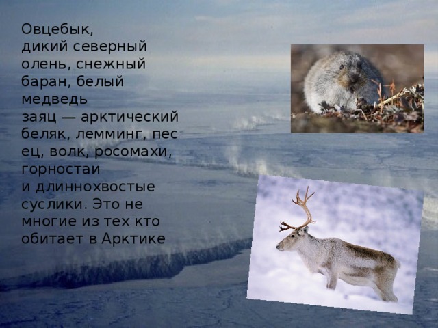 Овцебык, дикий северный олень, снежный баран, белый медведь заяц — арктический беляк, лемминг, песец, волк, росомахи, горностаи и длиннохвостые суслики. Это не многие из тех кто обитает в Арктике 