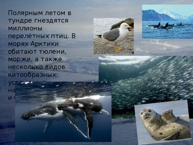 Полярным летом в тундре гнездятся миллионы перелётных птиц. В морях Арктики обитают тюлени, моржи, а также несколько видов китообразных: усатые киты, нарвалы, косатки и белухи. 