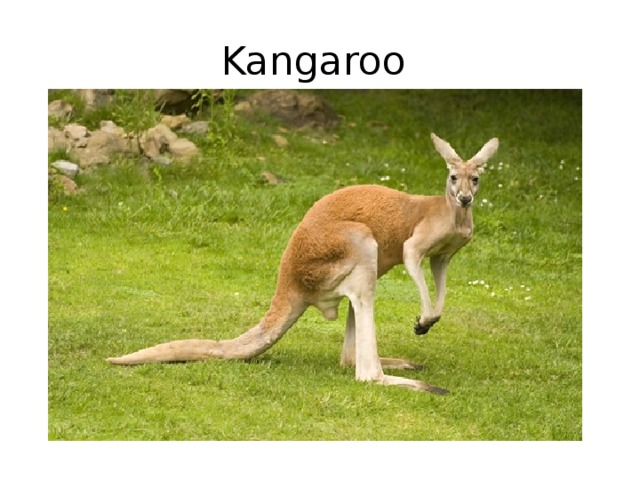 Kangaroo 