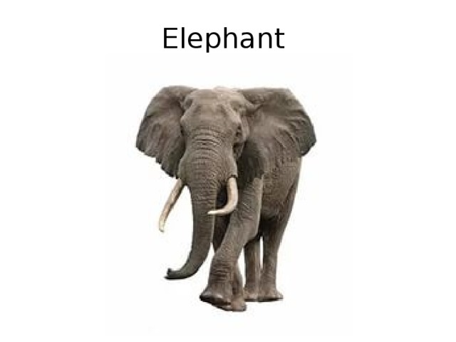 Elephant 