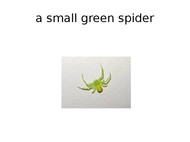 a small green spider 
