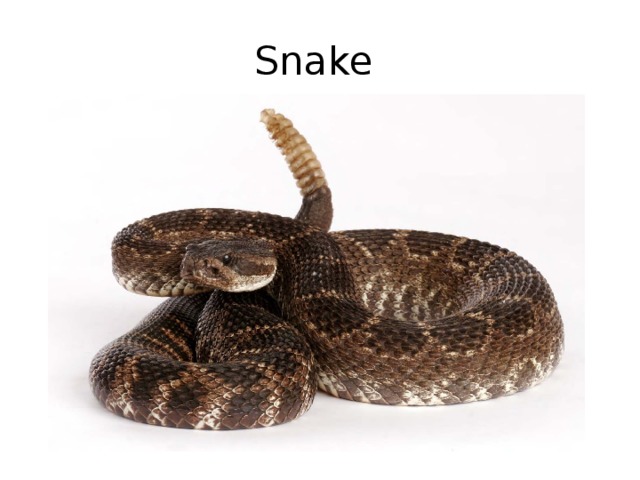 Snake 