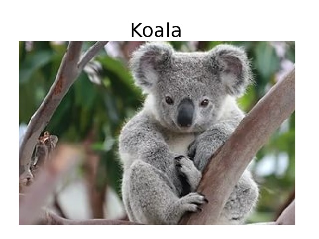 Koala 