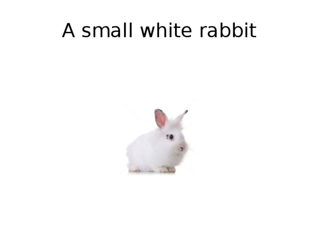 A small white rabbit 