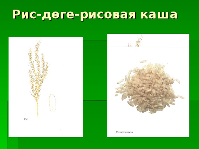 Рис-д өге-рисовая каша   
