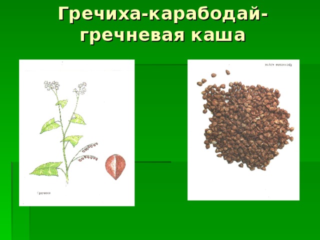 Гречиха-карабодай-гречневая каша   