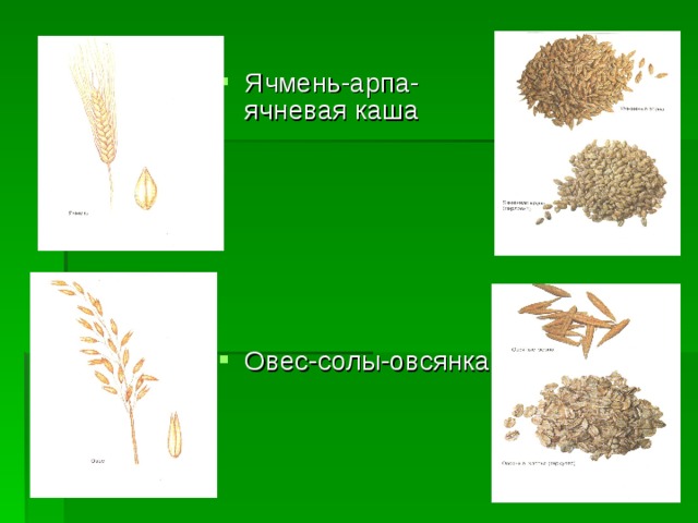 Ячмен ь-арпа-ячневая каша   Овес-солы-овсянка 