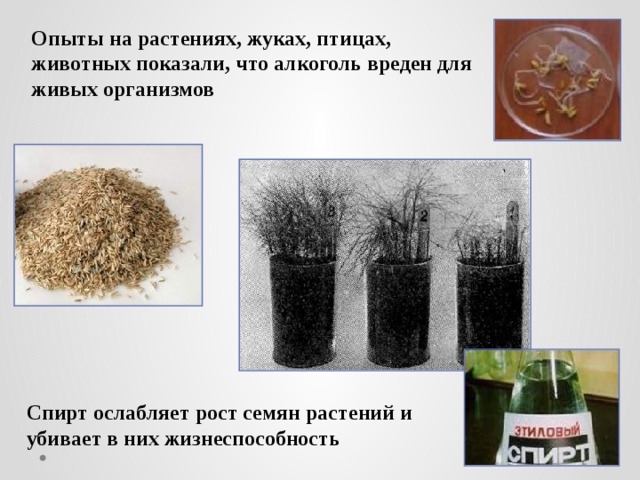 Опыты на растениях, жуках, птицах, животных показали, что алкоголь вреден для живых организмов Спирт ослабляет рост семян растений и убивает в них жизнеспособность 