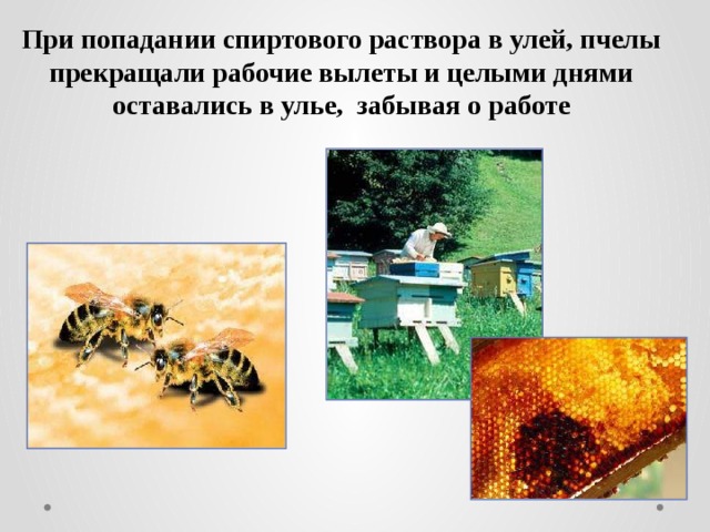 При попадании спиртового раствора в улей, пчелы прекращали рабочие вылеты и целыми днями оставались в улье, забывая о работе 