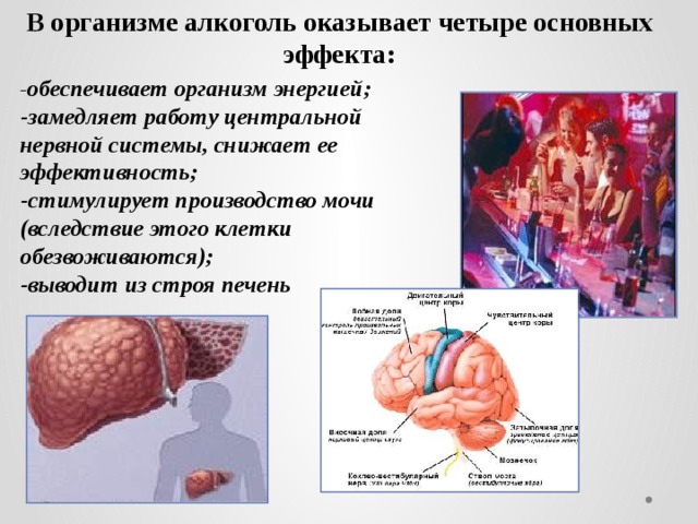 В организме алкоголь оказывает четыре основных эффекта: - обеспечивает организм энергией; -замедляет работу центральной нервной системы, снижает ее эффективность; -стимулирует производство мочи (вследствие этого клетки обезвоживаются); -выводит из строя печень 