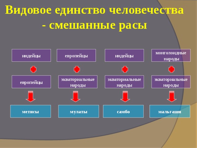 Видовое единство человечества - смешанные расы индейцы монголоидные европейцы индейцы  народы экваториальные экваториальные экваториальные европейцы народы народы народы самбо мальгаши мулаты метисы  