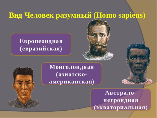 Вид Человек разумный (Homo sapiens) Европеоидная (евразийская) Монголоидная (азиатско-американская) Австрало-негроидная (экваториальная) 