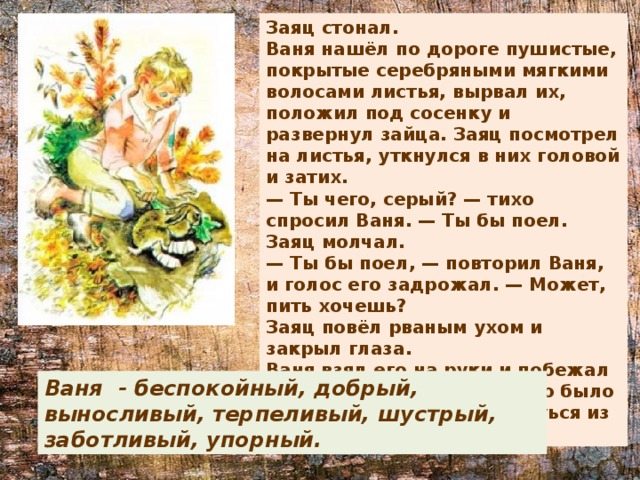 Заяц стонал. Ваня нашёл по дороге пушистые, покрытые серебряными мягкими волосами листья, вырвал их, положил под сосенку и развернул зайца. Заяц посмотрел на листья, уткнулся в них головой и затих. — Ты чего, серый? — тихо спросил Ваня. — Ты бы поел. Заяц молчал. — Ты бы поел, — повторил Ваня, и голос его задрожал. — Может, пить хочешь? Заяц повёл рваным ухом и закрыл глаза. Ваня взял его на руки и побежал напрямик через лес — надо было поскорее дать зайцу напиться из озера. Ваня - беспокойный, добрый, выносливый, терпеливый, шустрый, заботливый, упорный. 
