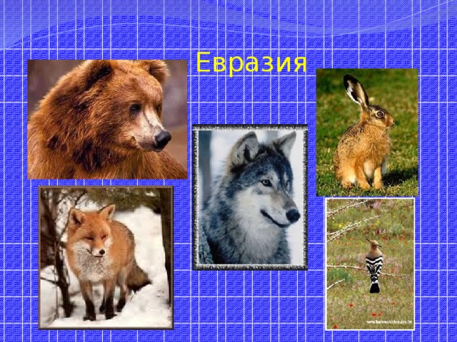 Евразия 