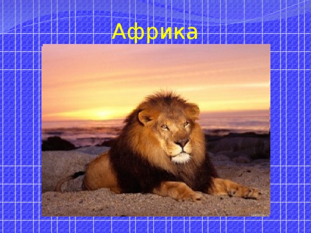 Африка 