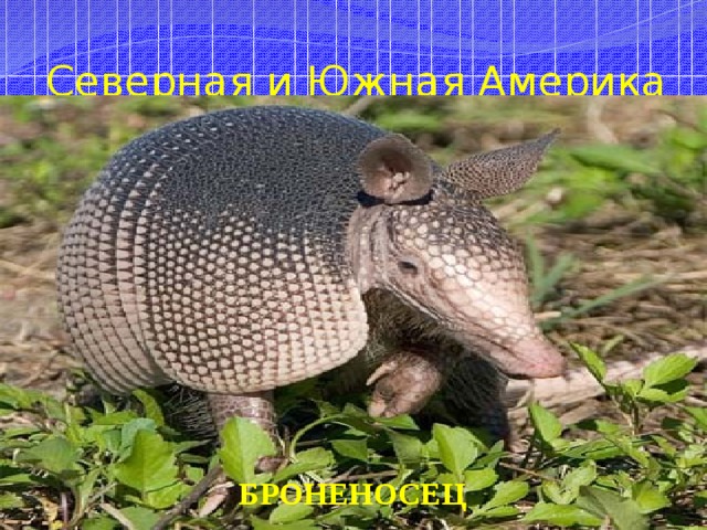 Северная и Южная Америка БРОНЕНОСЕЦ 
