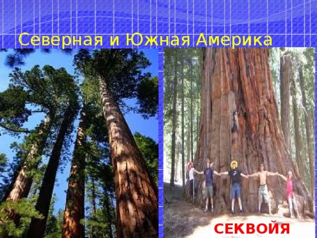 Северная и Южная Америка СЕКВОЙЯ 
