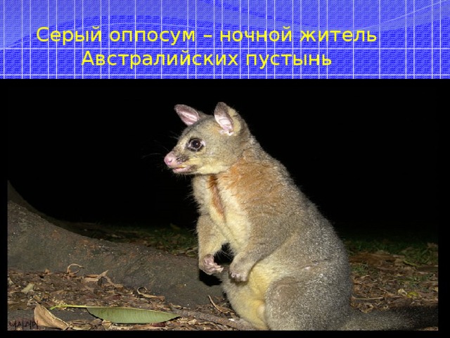 Серый оппосум – ночной житель Австралийских пустынь 