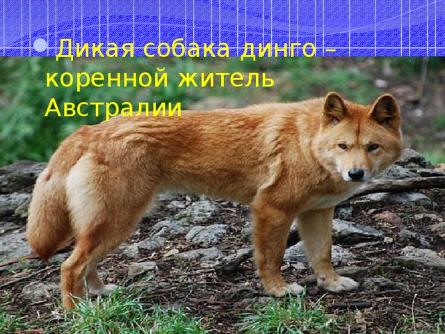 Дикая собака динго – коренной житель Австралии 