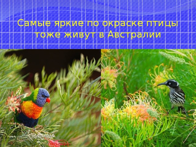 Самые яркие по окраске птицы тоже живут в Австралии 