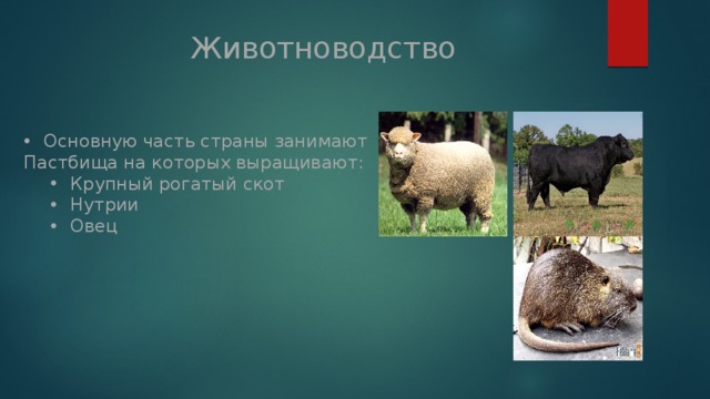 Животноводство Основную часть страны занимают Пастбища на которых выращивают: Крупный рогатый скот Нутрии Овец Крупный рогатый скот Нутрии Овец 